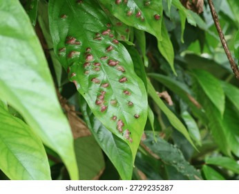 Close-up of plant leaf Infested with red leaf galls caused by eriophyid mites or insects. plant pathology, pest infestation, and natural biological defense mechanisms in a garden 