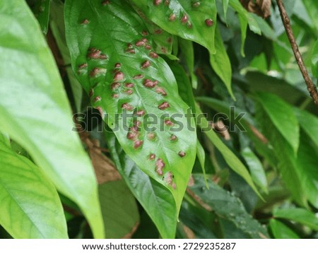 Close-up of plant leaf Infested with red leaf galls caused by eriophyid mites or insects. plant pathology, pest infestation, and natural biological defense mechanisms in a garden 
