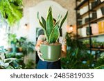 Closeup of a plant shop worker holding a potted snake plant while standing in a plant shop