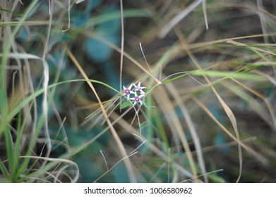 closeup of plants