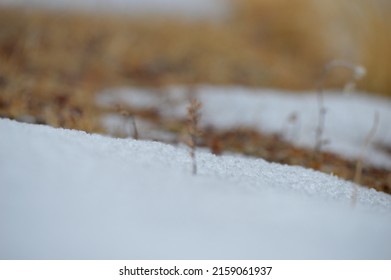 A Closeup Of Plants Growing In A Snow