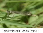 A closeup of a Platycnemis pennipes damselfly on a green plant