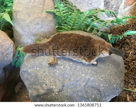 Closeup of a platypus sitting on a rock with foliage in the background