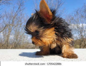 Yorkie Boy Hd Stock Images Shutterstock