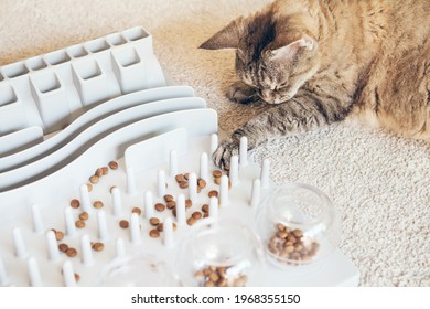 Close-up, Playful Cat Is Touching And Punching Food With Paw. Entertaining, Mental Challenge Game For Cat, Can Be Used For Daily Feeding With Dry Food And Snacks. Slow Feeder Toy. Natural Light Photo