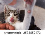 A close-up of a playful kitten licking its nose while being held by a person