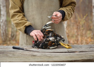 Close-up Plucking Of Slaughter Chicken With Dark Feathers