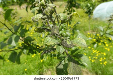 Close-up of a plum tree branch showing severe aphid infestation, with damaged leaves in a bright, green garden setting. - Powered by Shutterstock