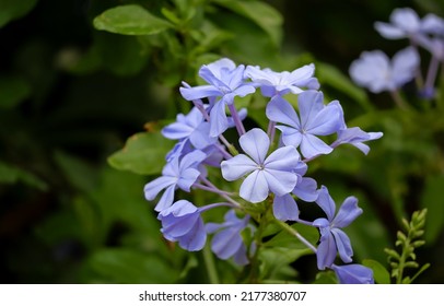 Closeup Plumbago Auriculata Cape Leadwort Garden Stock Photo 2177380707 ...