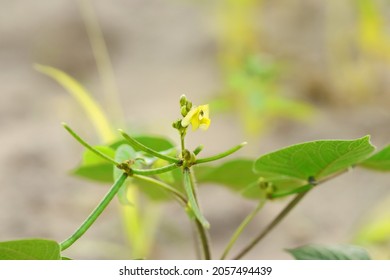 Close-up Of Pods Of Mung Beans On The Plants In The Field With Moog Flower