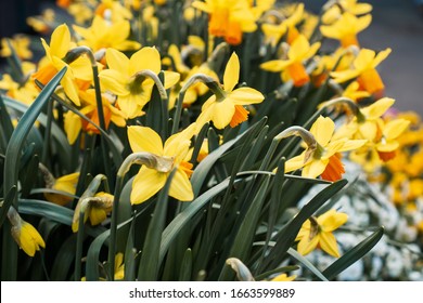 Closeup Of Poet's Daffodil (Narcissus Poeticus) Flower. Yellow Narcissus Mythology In A Spring Garden. Backyard Gardening. Defocused. 