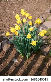 Closeup Of Poet's Daffodil Narcissus Poeticus Flower. Yellow Narcissus Mythology In A Spring Garden.