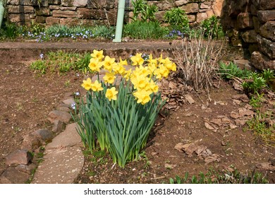 Closeup Of Poet's Daffodil Narcissus Poeticus Flower. Yellow Narcissus Mythology In A Spring Garden.