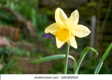 Closeup Of Poet's Daffodil Narcissus Poeticus Flower. Yellow Narcissus Mythology In A Spring Garden.