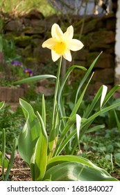 Closeup Of Poet's Daffodil Narcissus Poeticus Flower. Yellow Narcissus Mythology In A Spring Garden.