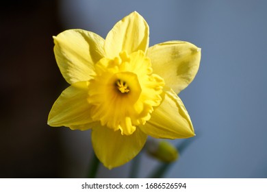 Closeup Of Poet's Daffodil Narcissus Poeticus Flower. Yellow Narcissus Mythology In A Spring Garden.