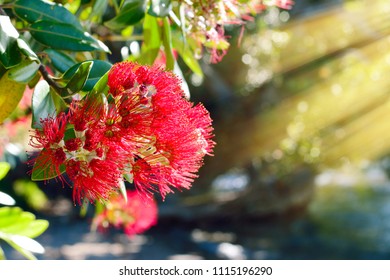 Close-up of Pohutukawa red flowers blosson against lush green on a bright sunny day. Iconic New Zealand