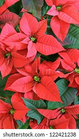 A Close-up Of A Poinsettia Flower.