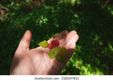Closeup point of view color photography of small branch of organic wild raspberry branch with several small red berries laying on hand of anonymous man standing outside in summer sunny forest