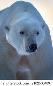 Close-up Of Polar Bear Standing Looking Up