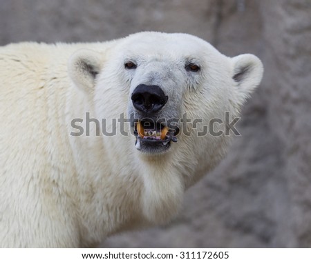 Close-up of a polarbear (icebear) in captivity 