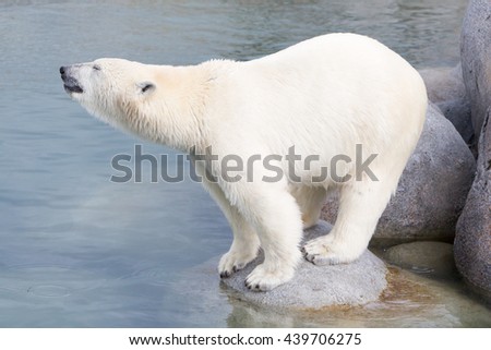 Close-up of a polarbear (icebear) in captivity