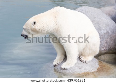 Close-up of a polarbear (icebear) in captivity