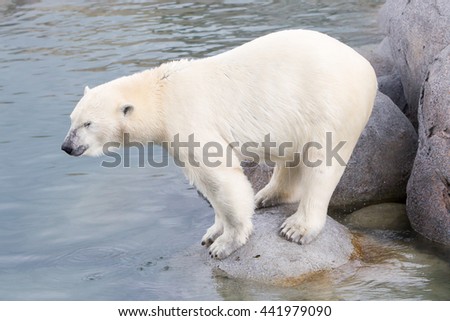 Close-up of a polarbear (icebear) in captivity