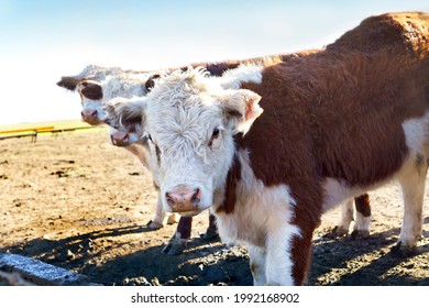 Closeup Of A Polled Hereford Calf