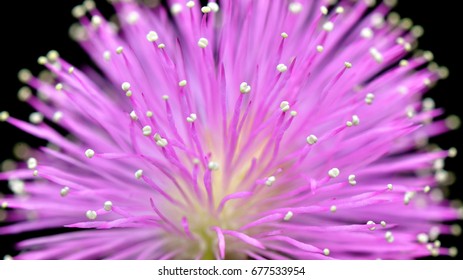close-up of pollen