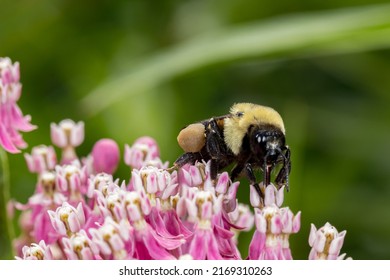 Closeup Of Pollen Basket Or Sac Of Eastern Bumble Bee On Swamp Milkweed Wildflower. Pollination, Insect And Nature Conservation, And Backyard Flower Garden Concept.