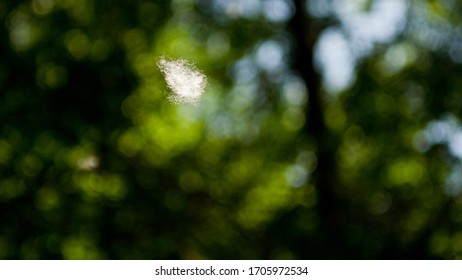 Closeup Of Pollen Floating Through The Air