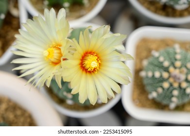 Close-up pollen flower of desert plant. Astrophytum in pots Growing in greenhouse. Cactus gardening tools. How to plant, Wall pictures decorative trendy collection. Cacti green background.