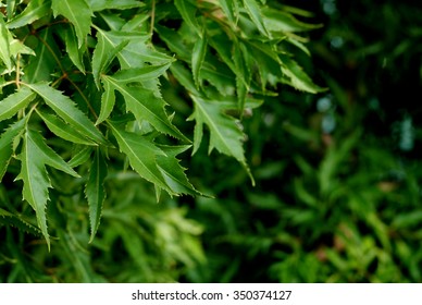 Closeup Of Polyscias Fruticosa Leaf