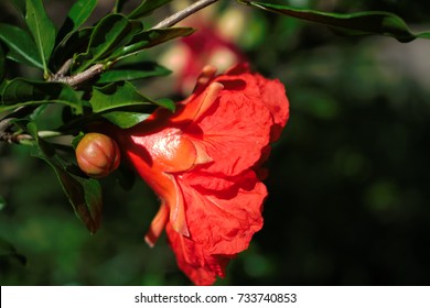 Closeup Of A Pomegranate Flower