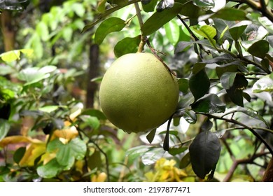 Close-up Of Pomelo Fruit Hanging From A Tree Branch On Green Leaves Nature Blurred Background. Organic Fruits Garden In Spring Season In Thailand.