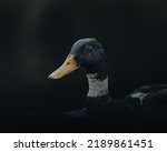 A closeup of a Pomeranian duck swimming in the water on blurred dark background