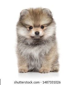 Baby Pomeranian Fotos Imagenes Y Otros Productos Fotograficos De Stock Shutterstock Baby Pomeranian Fotos Imagenes Y Otros Productos Fotograficos De Stock Shutterstock