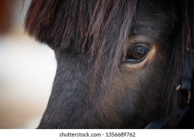 Eye Friesian Horse Stock Photo (Edit Now) 1049789402