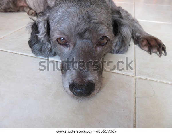 Closeup Poodle Dog Face Short Hair Stock Photo Edit Now 665559067