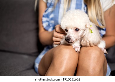 犬 トイプードル Images Stock Photos Vectors Shutterstock