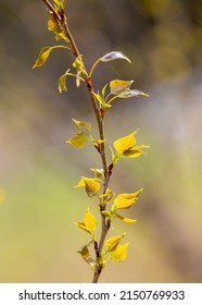 A Close-up With A Poplar Branch With Raw Leaves