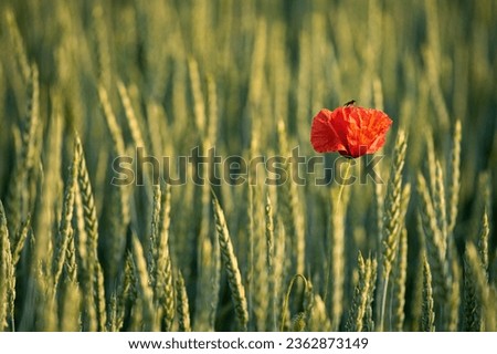 Closeup of poppy flower in green grain. Poppies flower with fly in wheat.