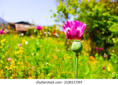 Close-up poppy plant and  Purple poppy flower. Afghan opium poppy cultivation. Close up, selective focus.