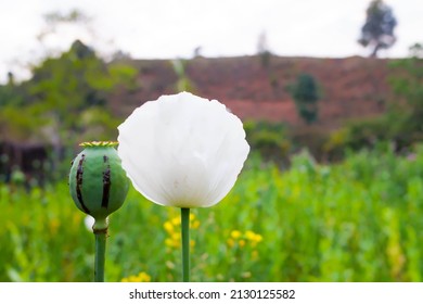 Close-up poppy plant and  White poppy flower. Afghan opium poppy cultivation. Close up, selective focus.