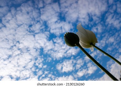 Close-up poppy plant and  White poppy flower with white clouds and blue sky background. Afghan opium poppy cultivation. Close up, selective focus.