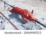 Closeup of the popular and delicious roasted pig known as "lechon baboy" skewered on a spit over burning charcoals on slow cooking or grilling. Selective focus.