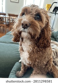 Close-up portrait of an adorable red cavapoo dog tilting its head indoors