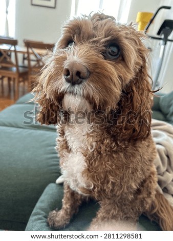 Close-up portrait of an adorable red cavapoo dog tilting its head indoors