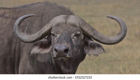 dissipation Tilsvarende hyppigt Cape Buffalo Horns Images, Stock Photos & Vectors | Shutterstock